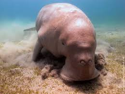 Image result for dugong