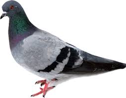 Výsledek obrázku pro poštovni holub