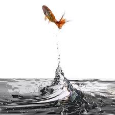 Image result for fish leaping out of water