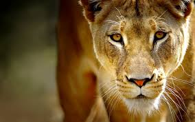 Night Pride- A Lion Roleplay Images?q=tbn:ANd9GcR4_qkSnnWIb-yuf_Ht1RC4r23oxSBb-f0WmZI9myUG_3elOQcVaA