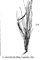Sp. Carex juncella - florae.it