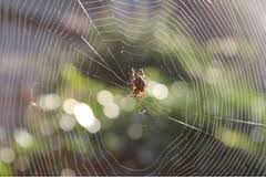 How Do Spiders Choose Where to Spin Webs? | Assured ...