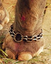 Image result for circus animal abuse