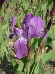 Iris aphylla - Wikipedia