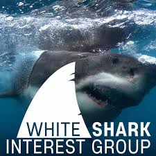 White Shark Interest Group Podcast