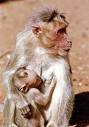 bonnet monkey