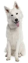 Image result for images of white dog