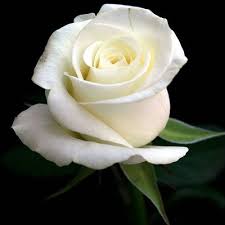 Image result for images of white rose