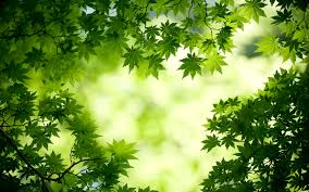 Image result for leaves images