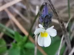 Viola kitaibeliana Schult., סיגל ססגוני (World flora) - Pl@ntNet identify