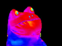 Rainbow Frog - YouTube via Relatably.com