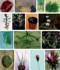 In vitro propagation of Dianthus ciliatus ssp. dalmaticus and D ...