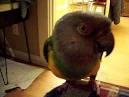 pictures of 2 parrots singing and talking wendy