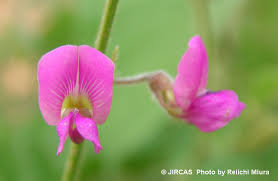 Tephrosia purpurea flower