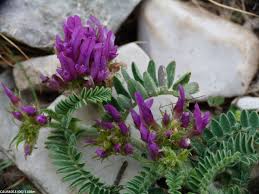 Astragalus echinatus Murray, Hedgehog Milkvetch (World flora) - Pl ...