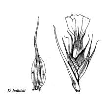 Sp. Dianthus balbisii - florae.it