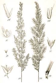 Calamagrostis varia - Wikipedia