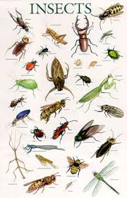 What kind of insects do you like/dislike? Images?q=tbn:ANd9GcR5ujxJUvbC4F9LNsN_9FrodTU416I-zWOfO58WTe3F36gGR6q85w