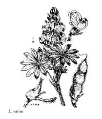 Sp. Ranunculus aesontinus - florae.it