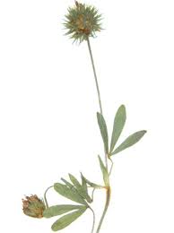 Relatives - Trifolium leucanthum Bieb. - Pale-flowered ... - AgroAtlas