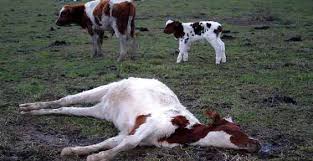 Resultado de imagen para vacas locas en canada