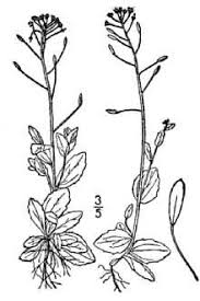 Plants Profile for Draba nemorosa (woodland draba)