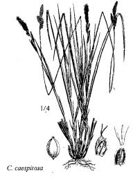 Sp. Carex caespitosa - florae.it