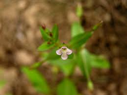 Lindernia procumbens (Krock.) Borbás | Plants of the World Online ...