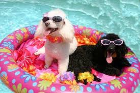 Image result for dogs days of summer