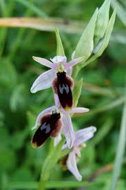Ophrys lunulata - Wikipedia