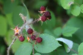 Rubus phoenicolasius - Michigan Flora