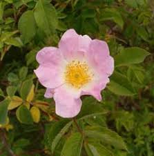Rosa dumalis PFAF Plant Database