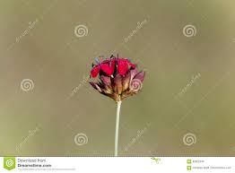 Carthusian Pink Dianthus Sanguineus Or Dianthus Carthusianorum ...