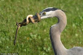 Image result for crane and snake