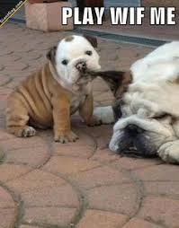 Absolutely Adorable Animals on Pinterest | Puppys, Kittens and Kitty via Relatably.com
