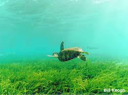 Image result for seagrass
