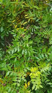 Pistacia lentiscus L., Chios mastictree (World flora) - Pl@ntNet identify