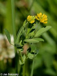 Trifolium patens - Database of the Czech flora and vegetation