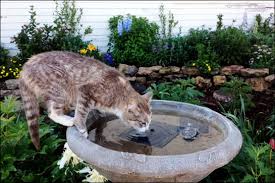 Image result for cats with garden fountains