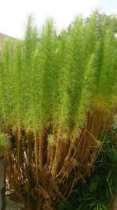 Artemisia scoparia - Wikipedia