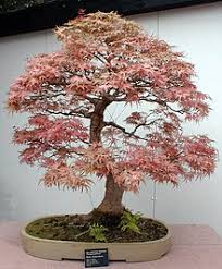 Slikovni rezultat za bonsai drvo