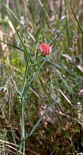 Pea - Lathyrus Setifolius, Alpine and Mediterranean wildflowers, by ...