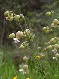 Silene vulgaris subsp. commutata (Guss.) Hayek | Family Cary ...