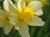 Narcissus ×incomparabilis Mill. - Sistema informativo sulla flora ...