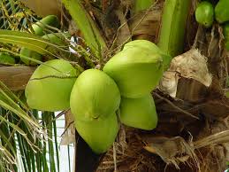 Image result for kelapa