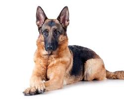 Image of German Shepherd Dog