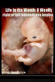 Fetus Development on Pinterest | Pregnancy 22 Weeks, Pregnancy 17 ... via Relatably.com