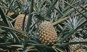 pineapple plants ile ilgili görsel sonucu