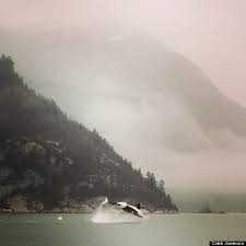 Image result for orcas in howe sound