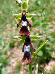 Scheda IPFI, Acta Plantarum Ophrys_insectifera
